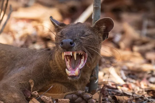 Не кошка и не собака: кто такие фоссы и как они захватили Мадагаскар