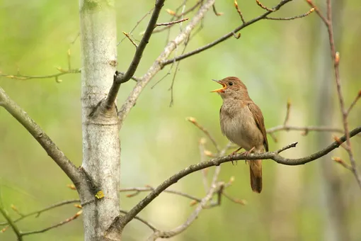 Обыкновенный соловей поет свои серенады на юге, пока мы мерзнем зимой Соловей перелетная птица