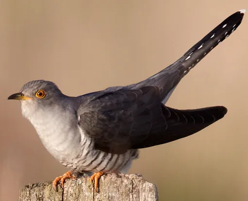Обыкновенная кукушка — перелетная птица Перелетная птица