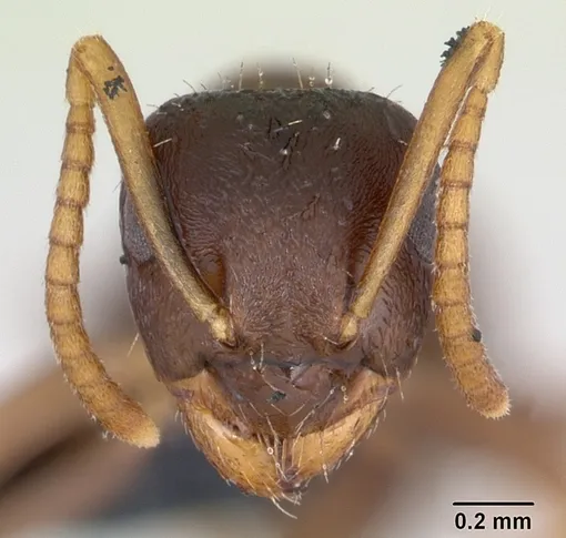 Голова рабочего муравья Lasius neglectus.