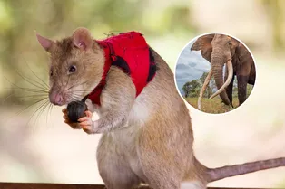 Гигантские крысы в жилетах будут бороться против контрабандистов Гигантские крысы в жилетах будут бороться против контрабандистов