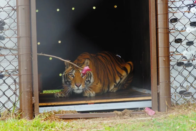 Брошенные цирковые тигры жили в клетке 15 лет. Спустя столько лет они впервые смогут гулять свободно по зеленой траве!