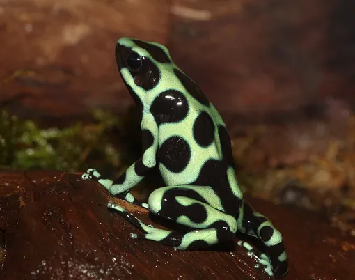 Так вот откуда тренд на неон! Красящий древолаз (Dendrobates tinctorius) бывает и с синими пятнами, но таких встречали только в Панаме Ядовитые лягушки