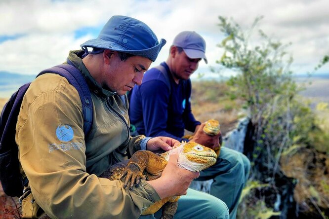 На Галапагосские острова вернулись игуаны, которых в последний раз видел Дарвин в 1830-х годах