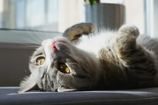 Кошка лежит Кошка лежит