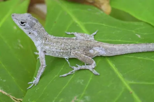 ящерица коричневый анолис (Anolis sagrei)