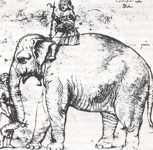 Рафаэль Санти, «Ханно», 1516 г. слон Ханно
