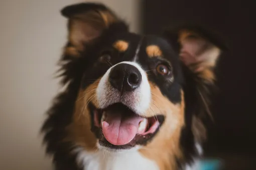 Довольный пес Довольный пес