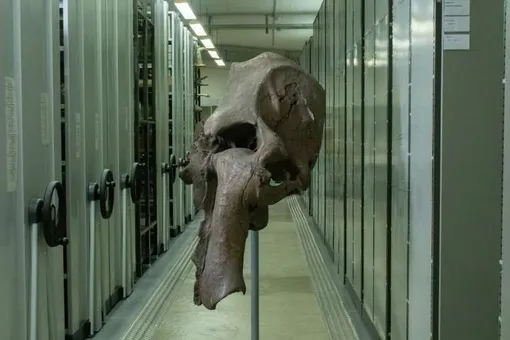 Ученые выяснили, каким нюхом обладал древний тасманский тигр Ученые выяснили, каким нюхом обладал древний тасманский тигр