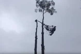 Самый экстремальный способ спилить дерево: видео