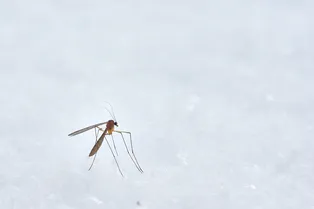 Какие люди больше всего привлекают комаров и как защититься от укусов надоедливых насекомых Какие люди больше всего привлекают комаров и как защититься от укусов надоедливых насекомых
