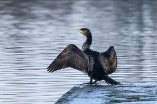 Могущественная доколумбова цивилизация была построена на птичьем помете Могущественная доколумбова цивилизация была построена на птичьем помете