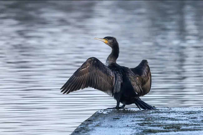 Могущественная доколумбова цивилизация была построена на птичьем помете