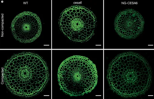 расширение корня в уплотненной почве