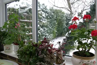 Как спасти комнатные растения от сухого воздуха зимой