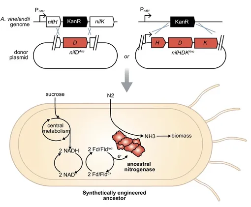 Восстановление древних азотфиксирующих бактерий. Схема методов, используемых для вставки генов предков в геном хозяина A. vinelandii