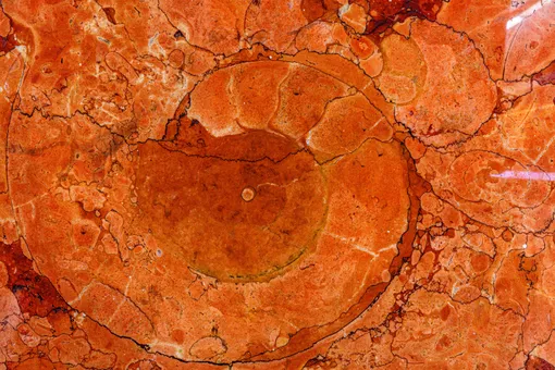 Фрагмент аммонита