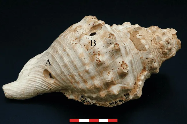 Это ракушка! В Испании нашли один из самых древних музыкальных инструментов