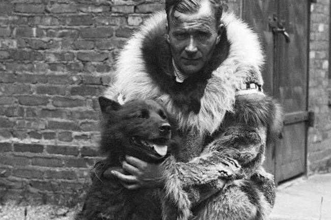 История хаски Балто, который помог спасти целый город на Аляске от гибели